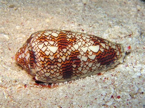  Conus: Ces magnifiques prédateurs marins ressemblent à des bijoux colorés avec une dent venimeuse puissante !