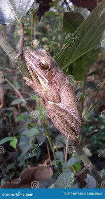 Discoglosse! Une grenouille arboricole aux yeux exorbitants qui aime se cacher dans la litière de feuilles