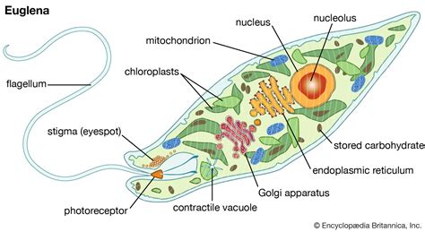  _Euglena_: Une Algues Unicellulaire Qui Mange Comme Un Animal !