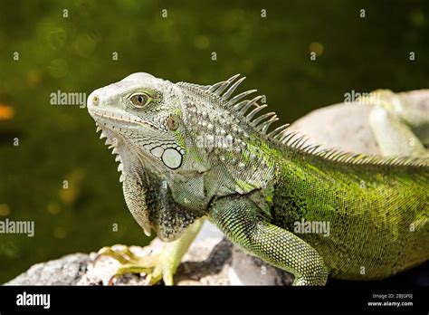  Iguane: Un Reptilien à Sang Froid qui Se Prélasse au Soleil et Dévoile une Vie Fascinante