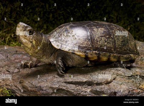  Kinosternon: Une tortue mystérieuse qui se nourrit de vers et de poissons avec une carapace majestueuse!