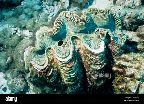  Korallimage: Un Bivalve Fantastique Qui S’accroche à la Vie et aux Roches avec un Élan Inégalable!