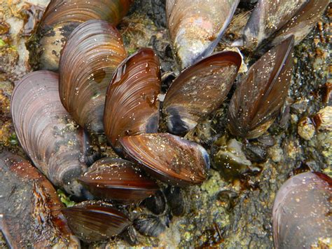  Millepore : un animal marin fascinant qui s'accroche à la vie comme une moule sur une roche !