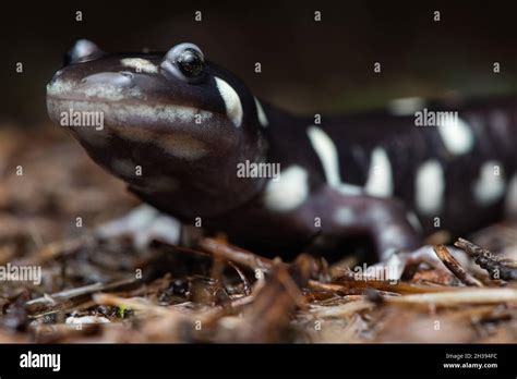  Salamandre Tigrée: Un Maître du Camouflage en Mode Nocturne Infernale!