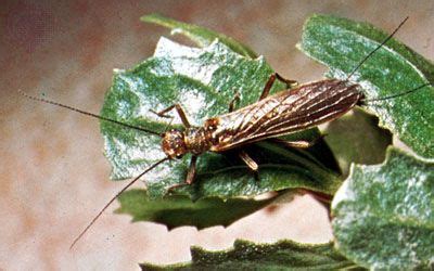  Stonefly! Un Insecte Aquatique aux Ailes Translucides Qui Fait Son Chemin à Travers les Cours d'Eau