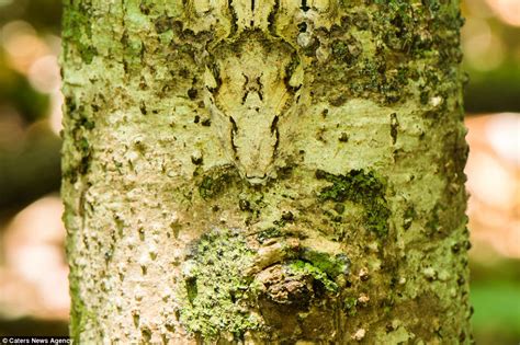  Viridors: Les Maîtres Camoufleurs du Monde des Plantes!