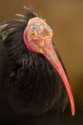  Waldrapp: A Curious Bird With Strikingly Beautiful Plumage That Can't Quite Fly Straight!