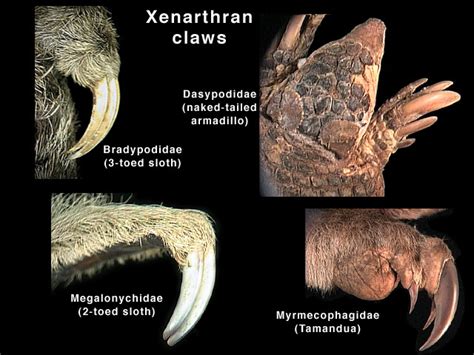   Xénarthre: Un mammifère étonnant aux griffes puissantes et au mode de vie fascinant!