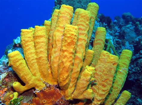  Yellow Tube Sponge: Une Espèce Fascinante Qui Ressemble à un Gros Doigt Jaune