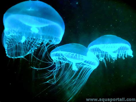  Bellmouth: Un Animal Marin Bioluminescent Qui Vit en Colonies Complétes !