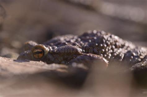  Crapaud: Une créature nocturne aux habitudes fascinantes qui aime se cacher dans les feuilles mortes!