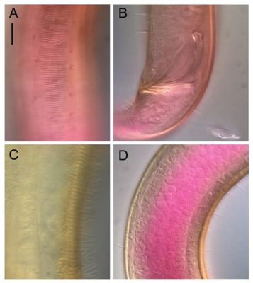  Desmodora! Une créature marine aux tentacules multiples qui filtre mystérieusement les sédiments marins