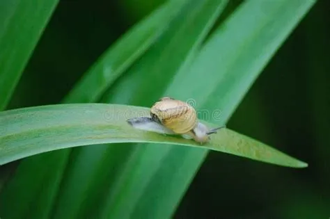  Garden Snail: Une Créature à Coquille qui Se Déplace sur une Voie Visqueuse de Mucus!