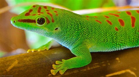  Gecko de Madagascar: Un Roi Saurien aux Yeux Perçants et à la Peau Doux Comme du Velours!