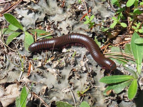  Geophile Millipede: Can These Decomposers Really Dig Deeper Than Earthworms?