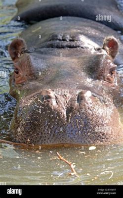  Hippopotamus: L’habitacle aquatique du géant herbivore !