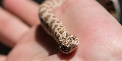  Hognose Snake: Discover a Master of Deception With Impressive Defensive Displays!