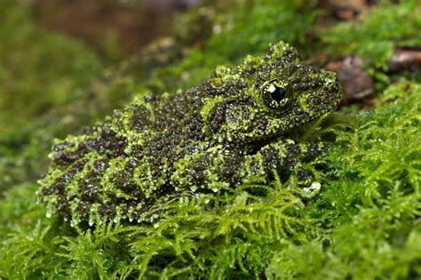  Hormium! Cette petite bête agile démontre la beauté fascinante du camouflage dans le monde naturel