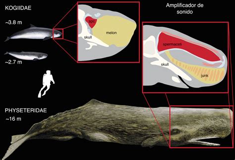  Isthmia! Un Étrange Géant Des Mers Profondes Qui Filtre Sa Proie Avec Douceur