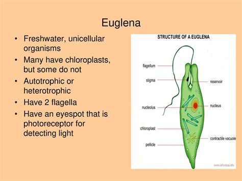  Jouaux: Décrivez-moi ce minuscule organisme unicellulaire qui se déplace grâce à des flagelles et aime l'eau douce!