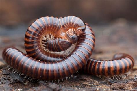  Laos Millipede: Discover This Slow-Moving Creature with Remarkable Regeneration Abilities!