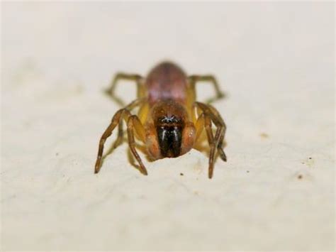  Le Clubionidae ! Dévoreur de nuit et maître du camouflage nocturne