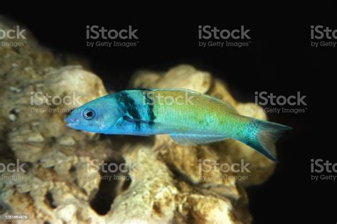  Le Wrasse à tête bleue! Un poisson aux mille facettes et aux couleurs éclatantes