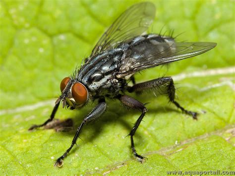  Mouche: Avec ses ailes scintillantes et son appétit insatiable pour le sucré, la mouche est-elle un véritable fléau ou un allié indispensable de la nature ?