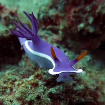  Nudibranche! Une Créature Fascinante aux Tacles Colorés et aux Habits d’Un Roi