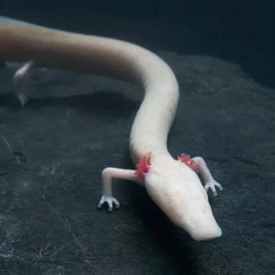 Olm! Découverte d’un amphibie troglodyte aux prouesses de survie exceptionnelles dans les grottes obscures des Balkans !