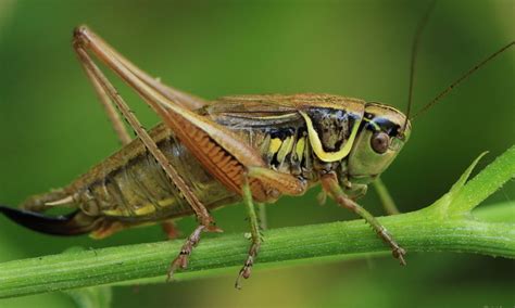  Roesel's Bush-Cricket: A Tiny Maestro Conducting Nocturnal Symphonies with its Powerful Legs!