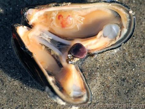  Rouget! Ce Mollusque Bivalve Filtreur d'Eau à la Coquille Éclatante Est un Maître de la Dissimulation