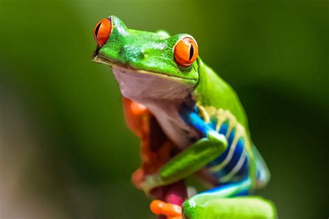 Unpacking the Uniqueness: Discovering the Underappreciated World of the Unique Tropical Tree Frog!