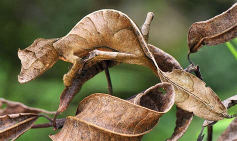  Uroplatus: Un camouflage époustouflant rencontre des mouvements délicats de nuit!