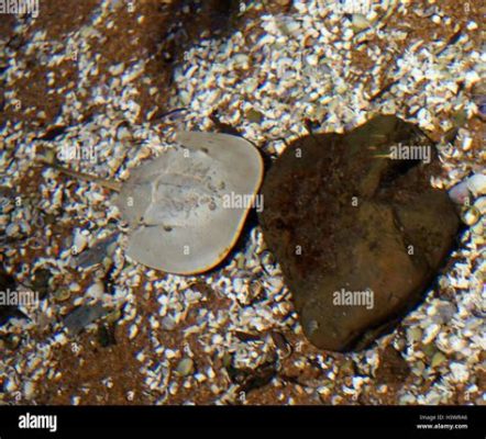  Xiphosura ! Ces créatures préhistoriques à carapace lisse et queue pointue se cachent-elles encore dans les eaux peu profondes ?