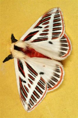  Zygaenidae! Découvrez ces papillons nocturnes aux couleurs flamboyantes et à la danse fascinante